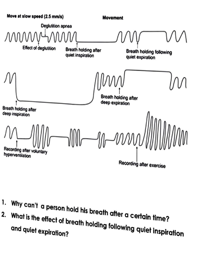 Graphs | PDF | Exhalation | Medical Specialties