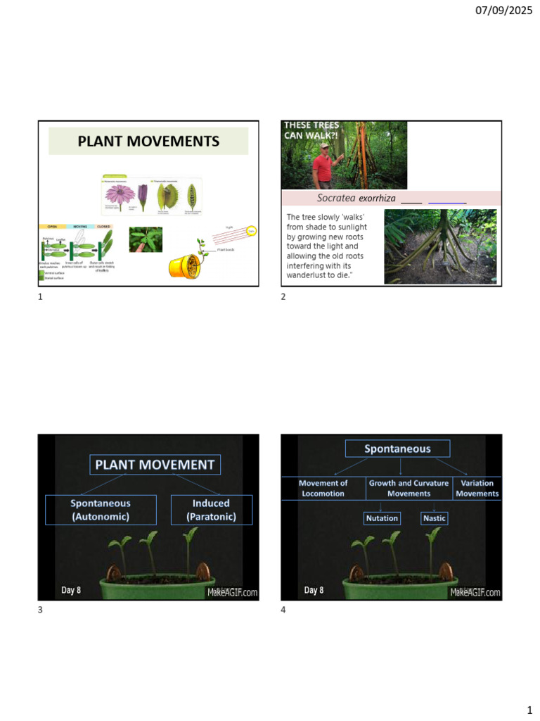 8-Plant_Movement | PDF