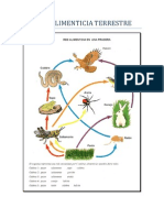 Cadena Alimenticia Terrestre