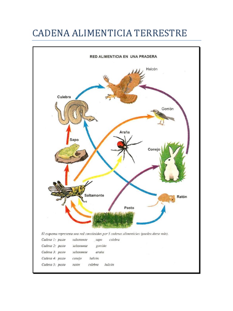 Cadena Alimenticia Terrestre