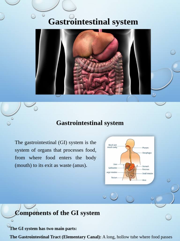 940028710 Gastrointestinal System | PDF | Human Digestive System ...
