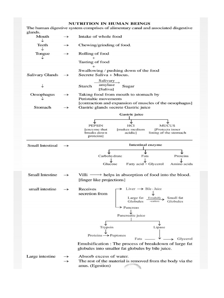 Flow Chart of Digestive System | PDF