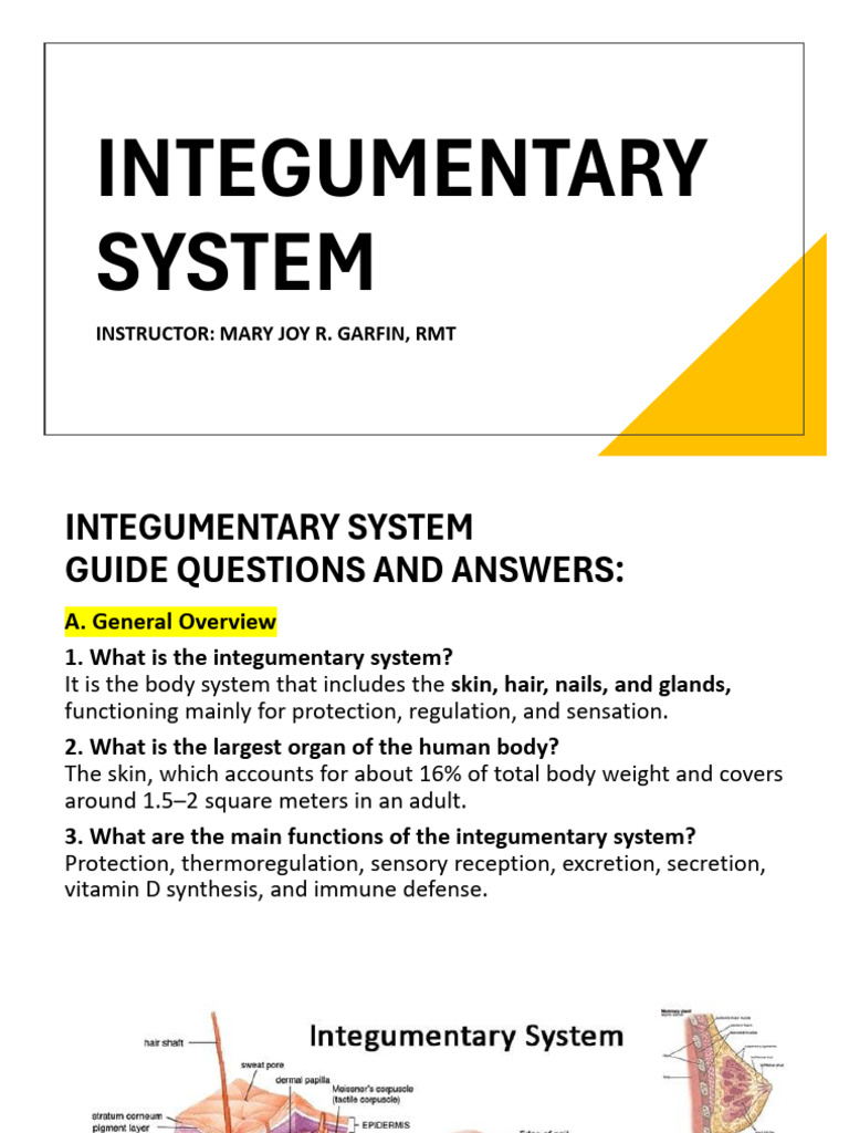 Integumentary System | PDF | Integumentary System | Skin