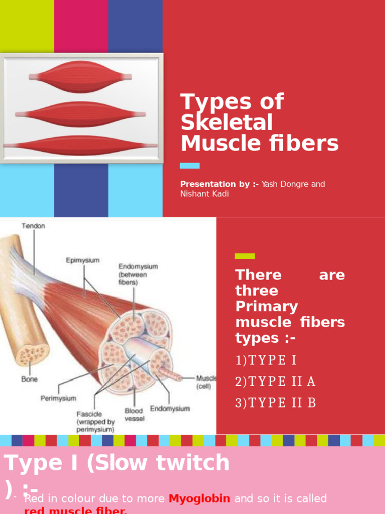 Presentation of Muscle Fiber | PDF