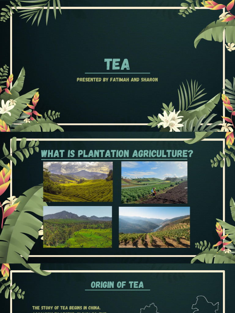 History and Cultivation of Tea | PDF