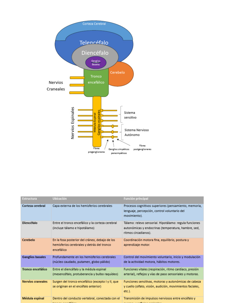 Estructura y Función del Sistema Nervioso | PDF | Cerebro | Médula espinal