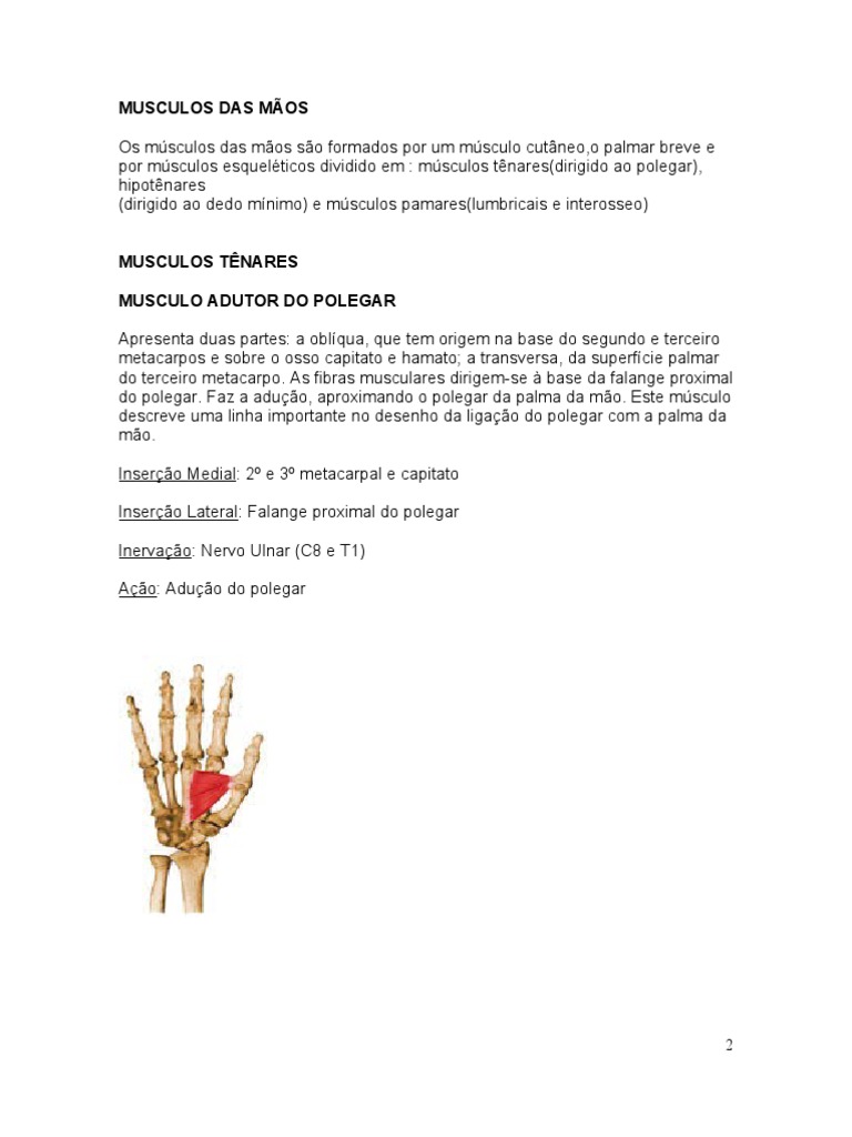 Anatomia dos Músculos das Mãos | PDF | Membros (anatomia) | Sistema  Locomotor, image size:768x1024