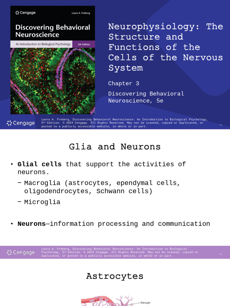 Neurophysiology: Cells of the Nervous System | PDF | Chemical Synapse ...