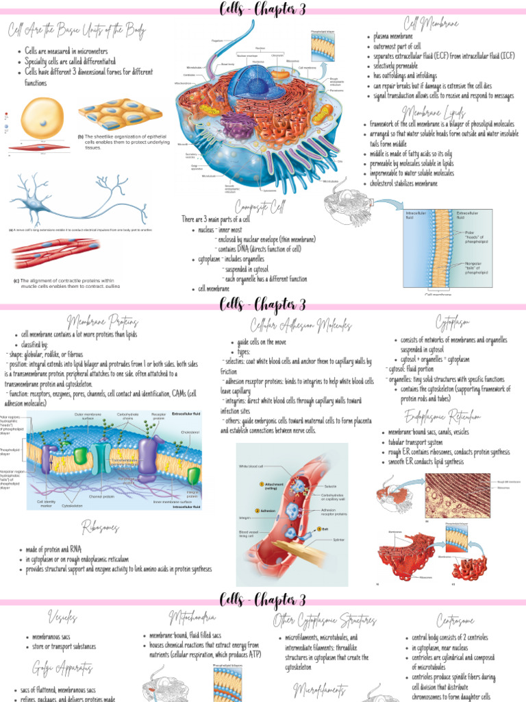 Intro to Human Anatomy and Physiology - Chapter 3 | PDF | Mitosis ...
