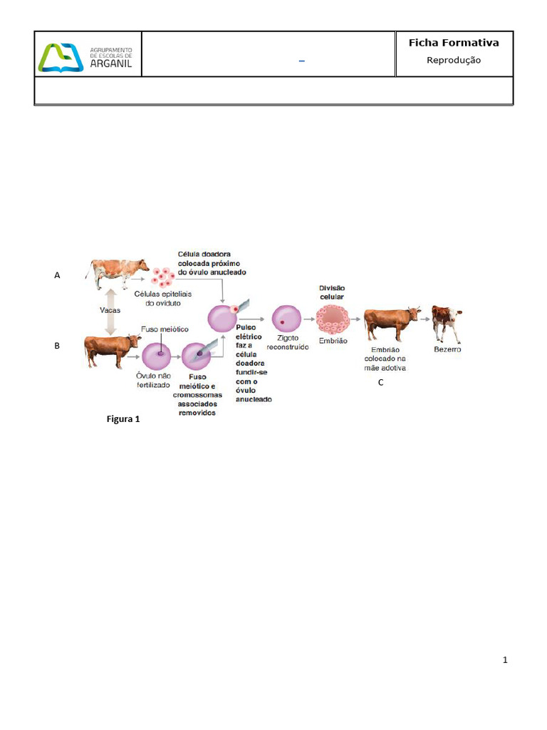 Clonagem e Divisão Celular em Biologia | PDF | Meiose | Reprodução