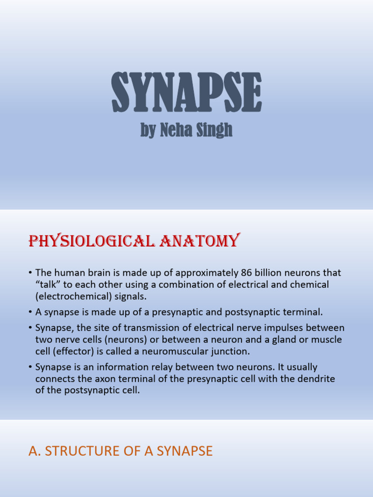 Understanding Synapses: Types and Functions | PDF | Chemical Synapse ...