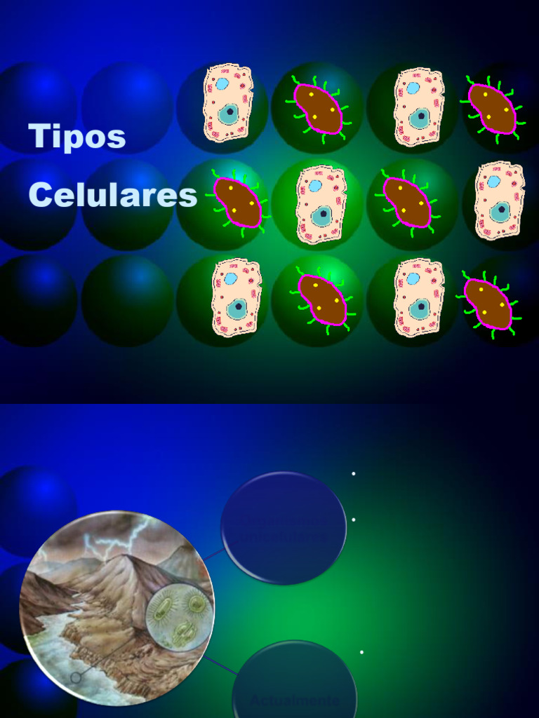 Comparativa: Células Procariotas vs Eucariotas | PDF | Biología Celular ...