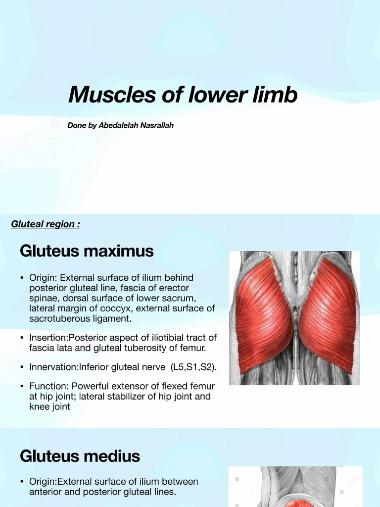 LL Muscles Made Easy @drtahaphysio | PDF