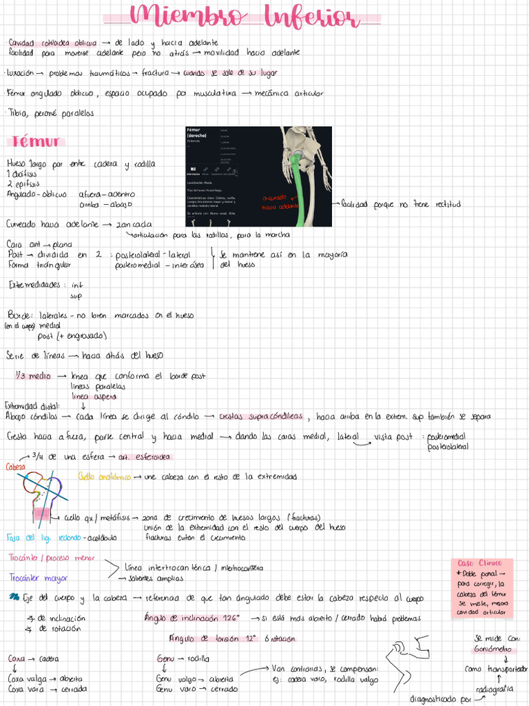 Miembro Inferior | PDF