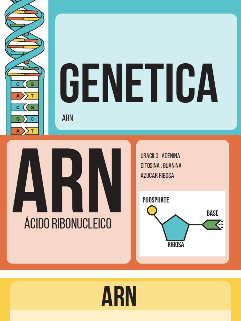Transcripción y Maduración del ARN | PDF | Rna | Messenger Rna
