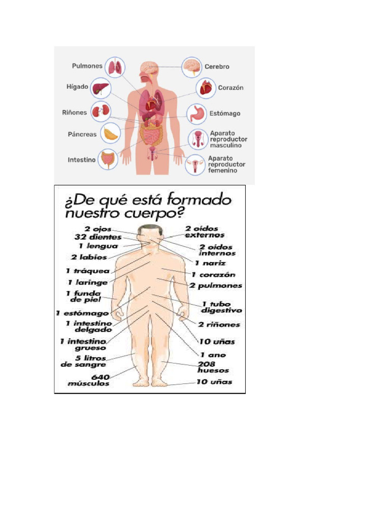 Partes Del Cuerpo Humano | PDF