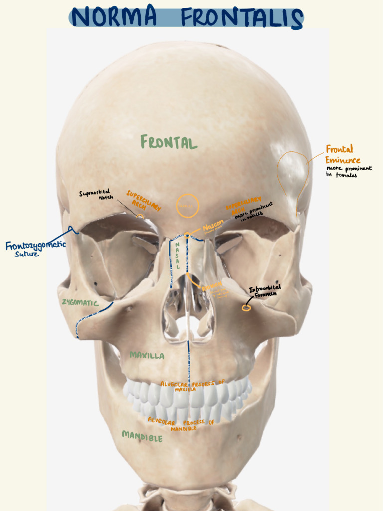 Frontal Bone Anatomy in Males and Females | PDF