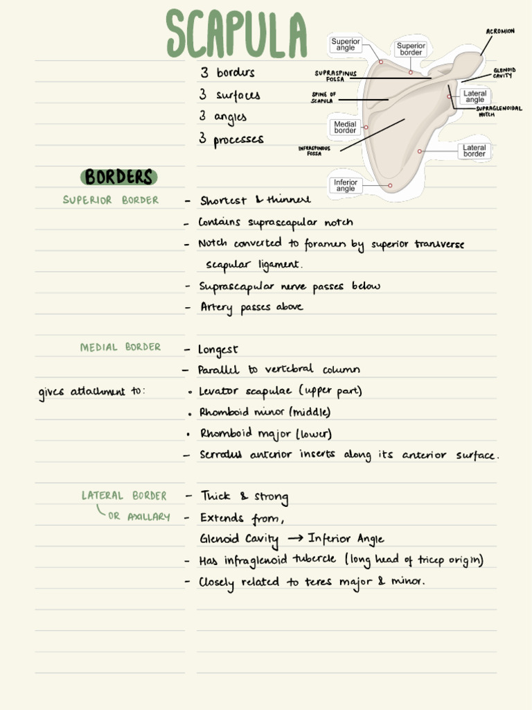 Anatomy of the Scapula: Borders & Features | PDF | Musculoskeletal ...