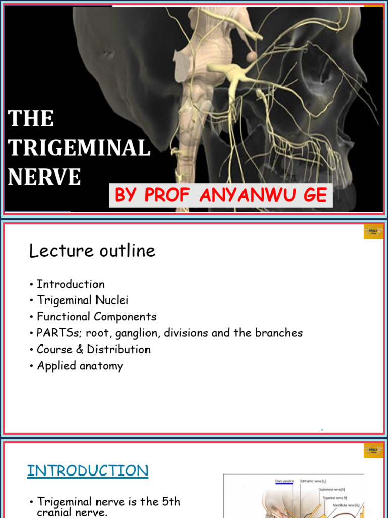 Trigeminal Nerve Anatomy Overview | PDF | Human Nose | Primate Anatomy