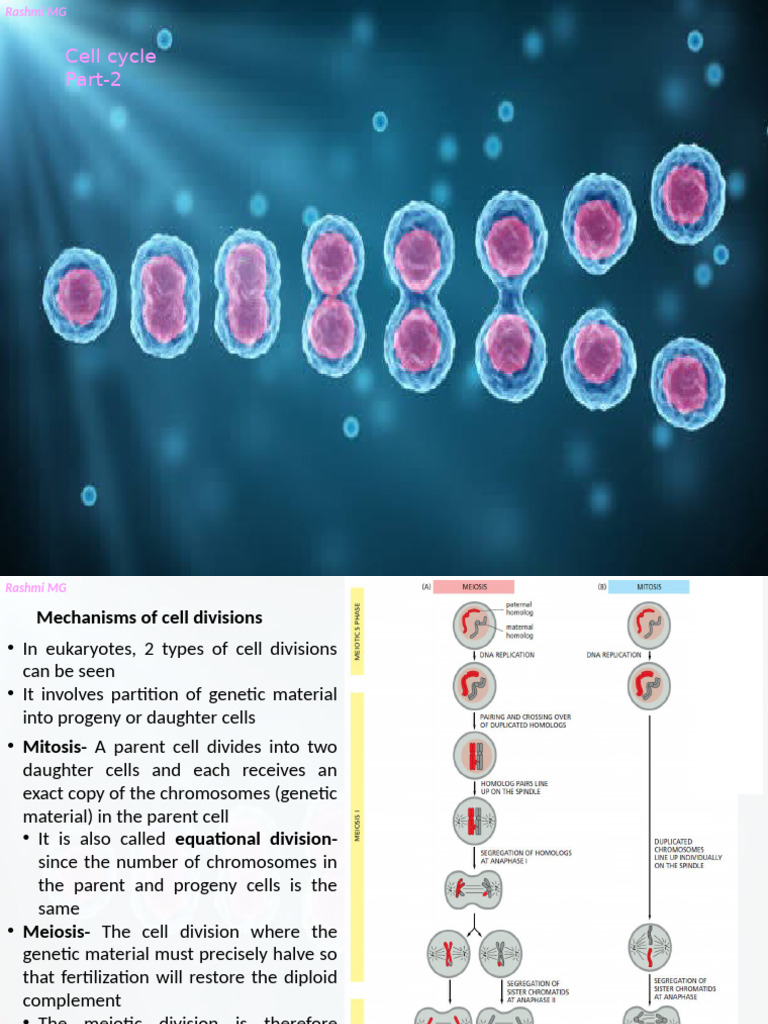 Cell Cycle Part 2 (Mitosis and Meiosis) | PDF | Meiosis | Mitosis