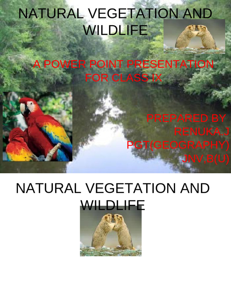 CH 5 Natural Vegetation and Wildlife 1 | PDF | Forests | Plants
