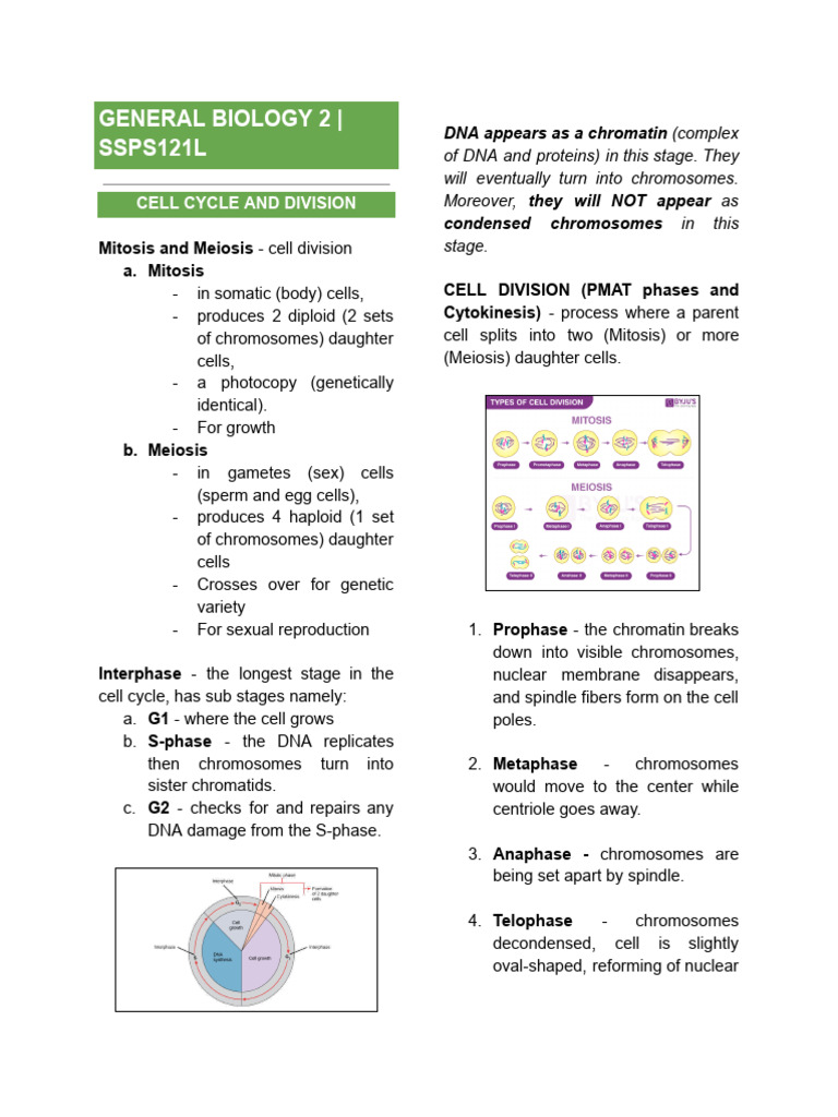 Cell Cycle, DNA Structure, and Genetics | PDF | Dominance (Genetics ...