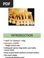 Canine Tooth Anatomy Overview | PDF | Dental Anatomy | Tooth