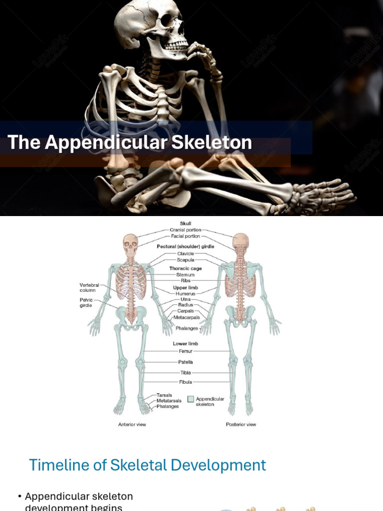 Anatomy of the Appendicular Skeleton | PDF | Pelvis | Hand
