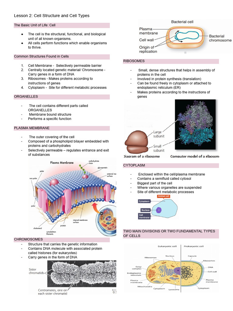Cell Structure and Types Explained | PDF | Cell (Biology) | Bacteria