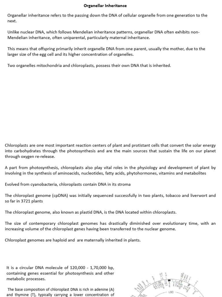 Chloroplast and Mitochondria Genome | PDF | Mitochondrion ...