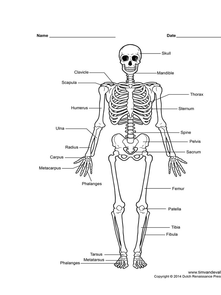 Skeleton Labelled | PDF