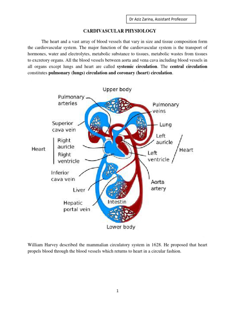 Cardiovascular System and Heart Anatomy | PDF | Heart Valve | Ventricle ...