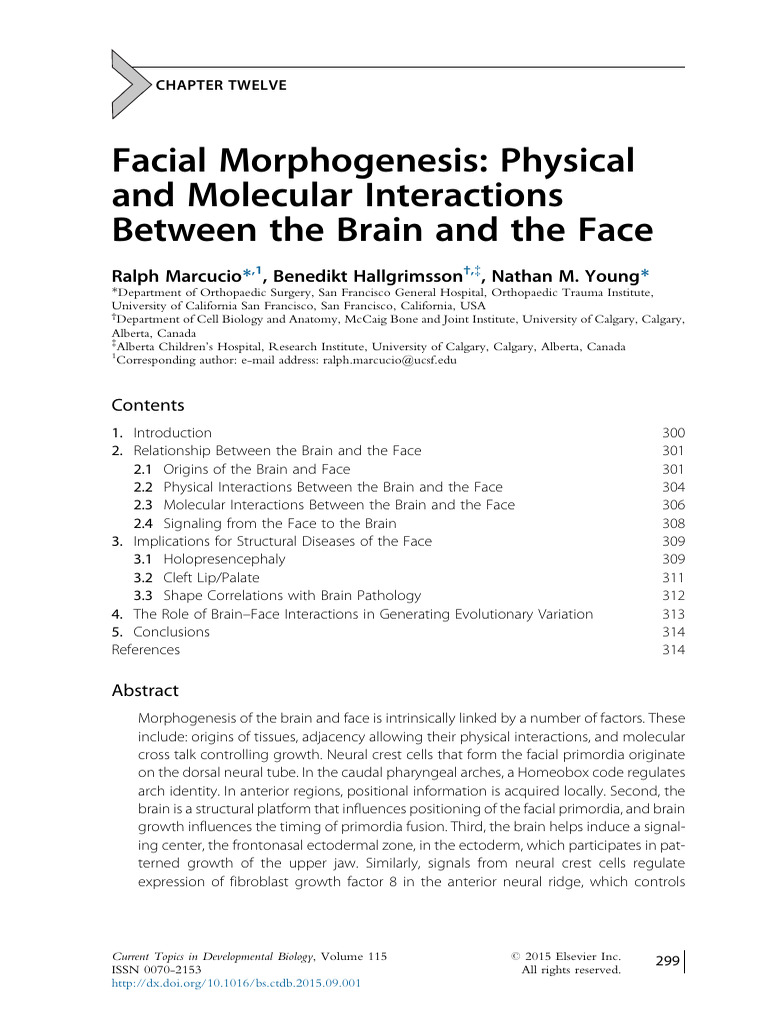 Brain-Face Morphogenesis Interactions | PDF | Brain | Morphogenesis