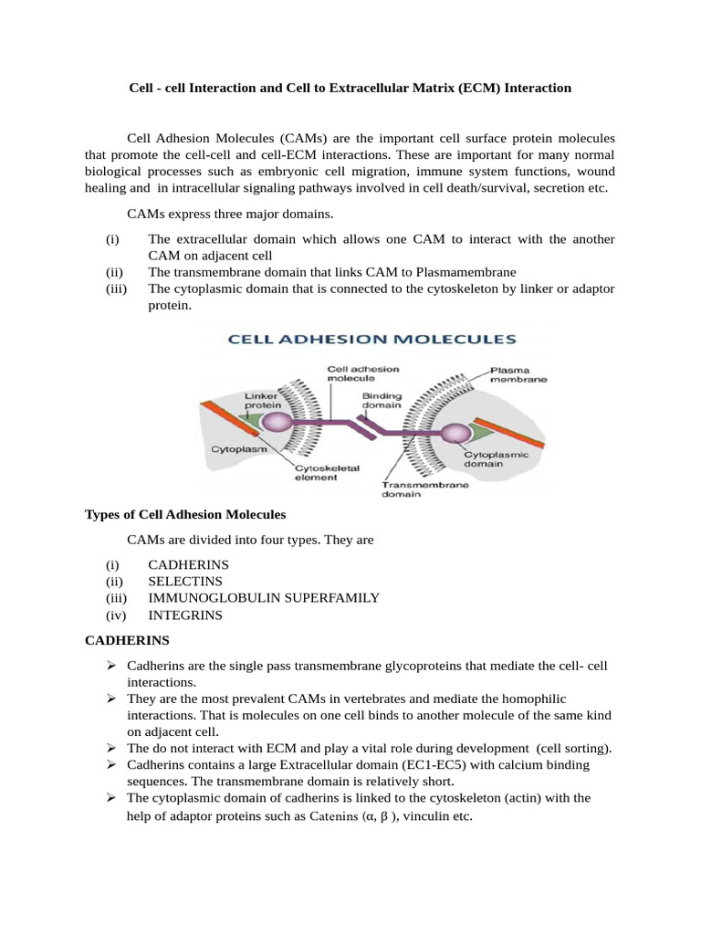 Cell Adhesion Molecules Overview | PDF | Cell Adhesion | Structural Biology