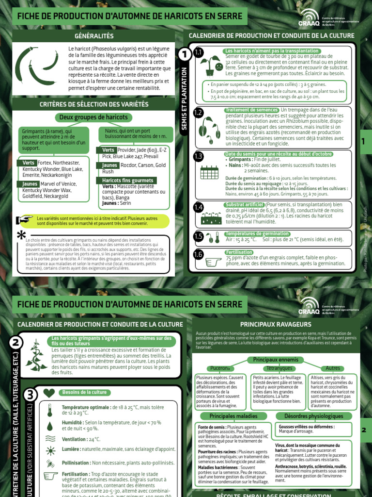 Production de haricots en serre d'automne | PDF | Phaseolus Vulgaris ...