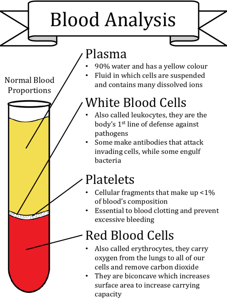Blood Composition and Circulation Explained | PDF | Blood | White Blood ...