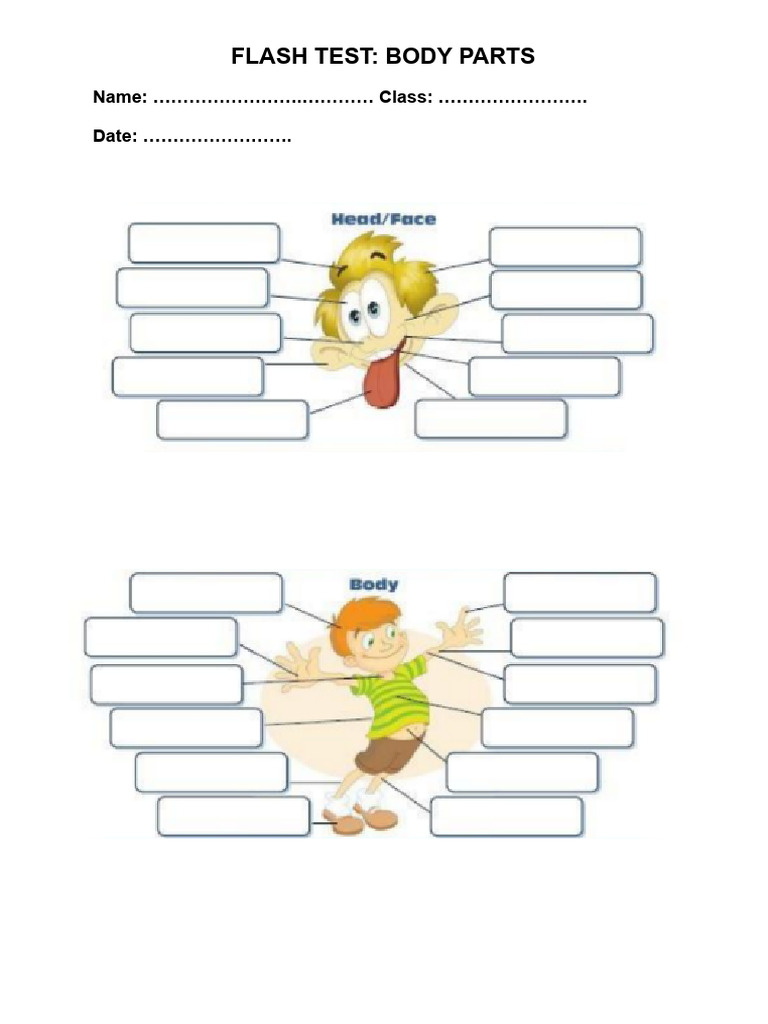 Body Parts Flash Test | PDF