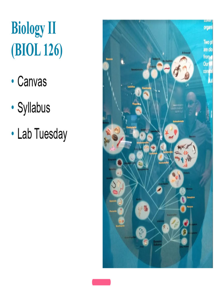 1 BIO2 Ch 26 Phylogeny | PDF | Phylogenetics | Phylogenetic Tree