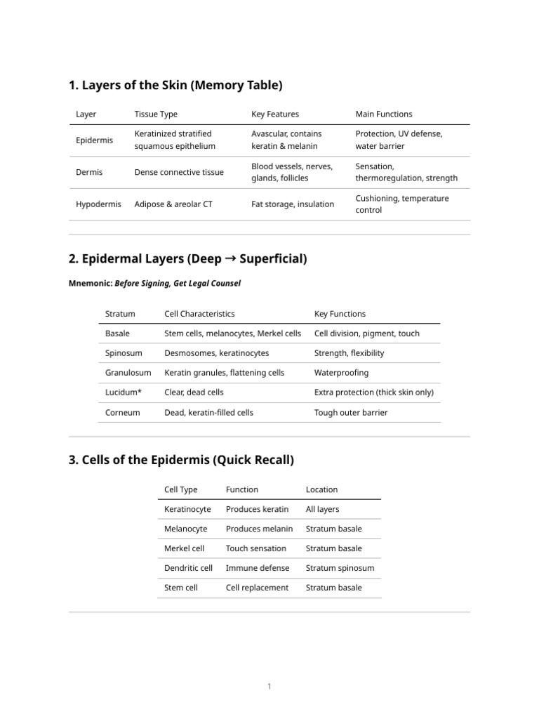 Skin Anatomy and Functions Explained | PDF | Skin | Epidermis