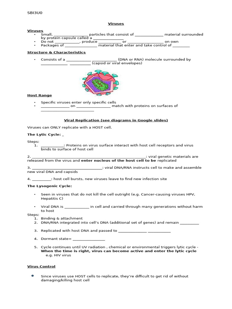 Copy of 3. Virus Student Handout (online) | PDF | Virus | Infection