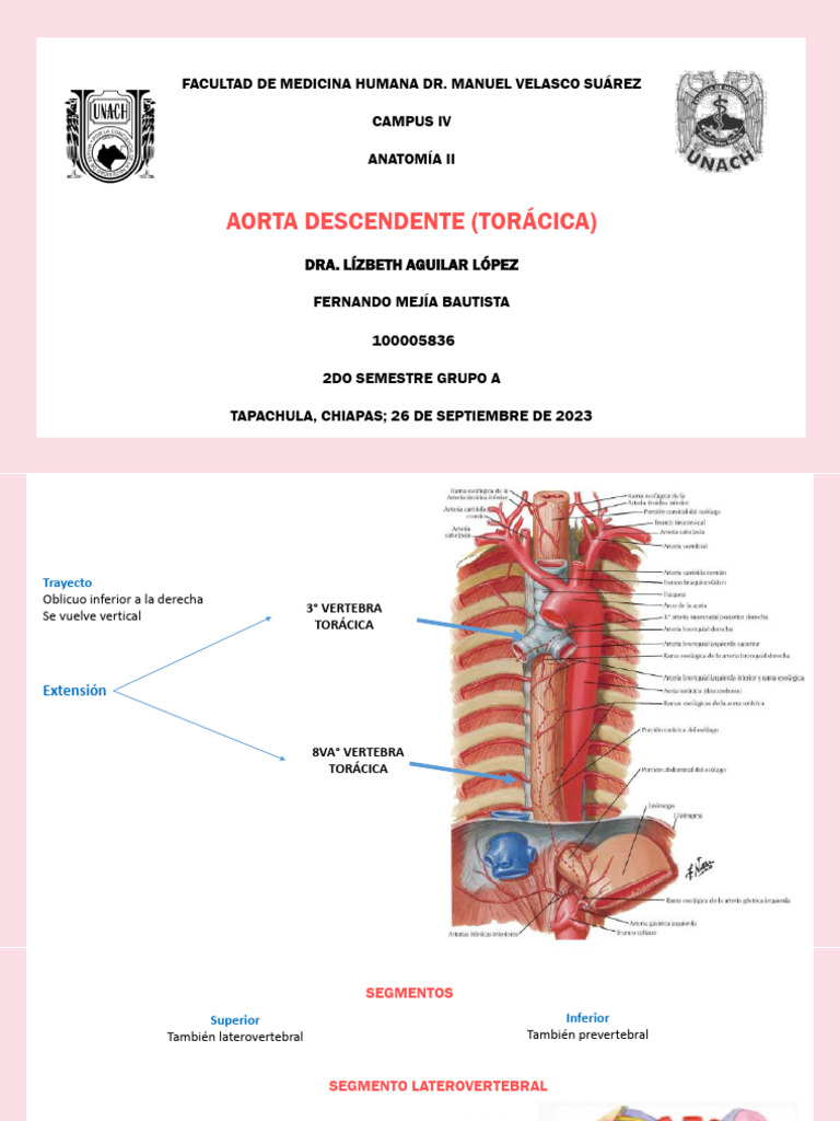 Anatomía de la Aorta Descendente Torácica | PDF | Tórax (anatomía ...