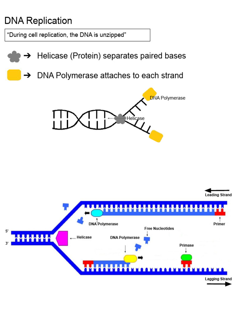 DNA Replication Process Explained | PDF