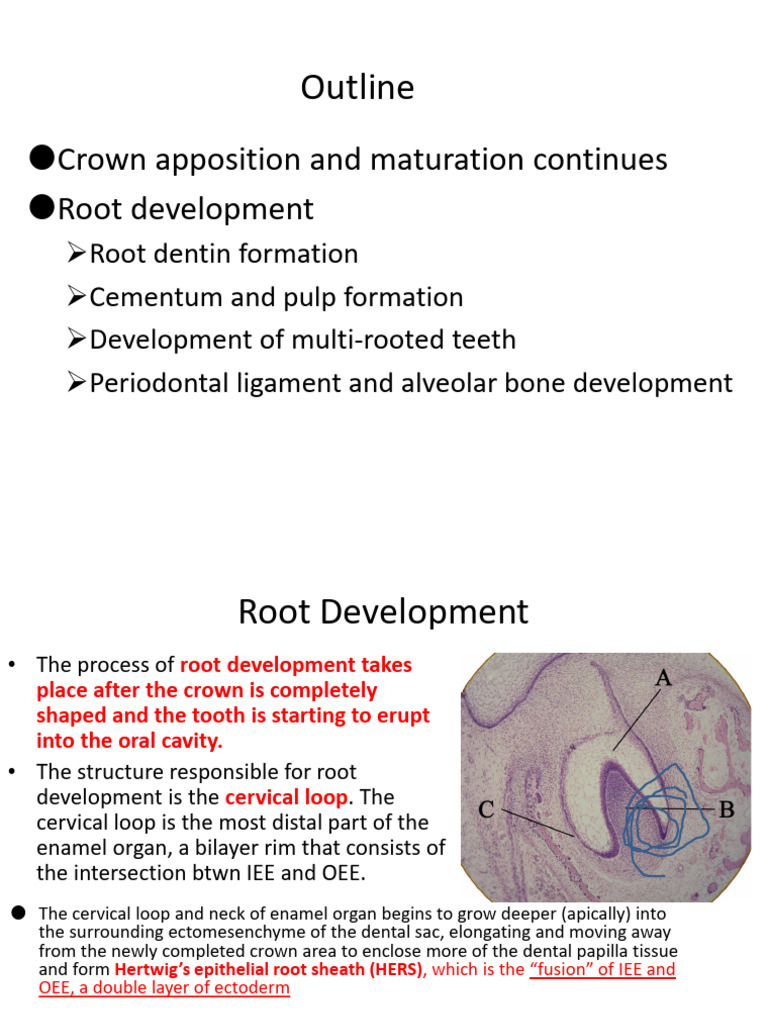 Lecture 8 Tooth Development III Fall | PDF | Human Tooth | Dental Anatomy