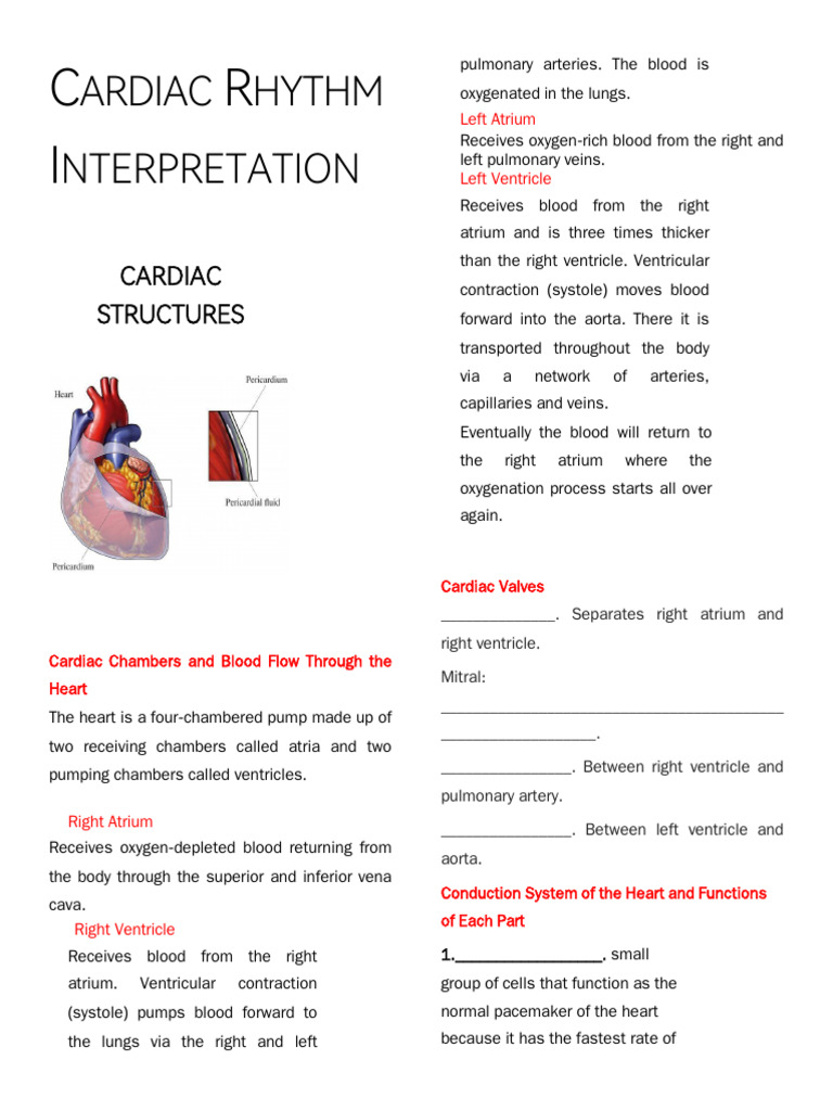 Cardiac Rhythm and Structure Guide | PDF | Atrium (Heart) | Heart
