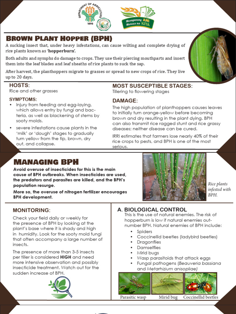 Managing Brown Plant Hopper in Rice | PDF | Biological Pest Control | Rice