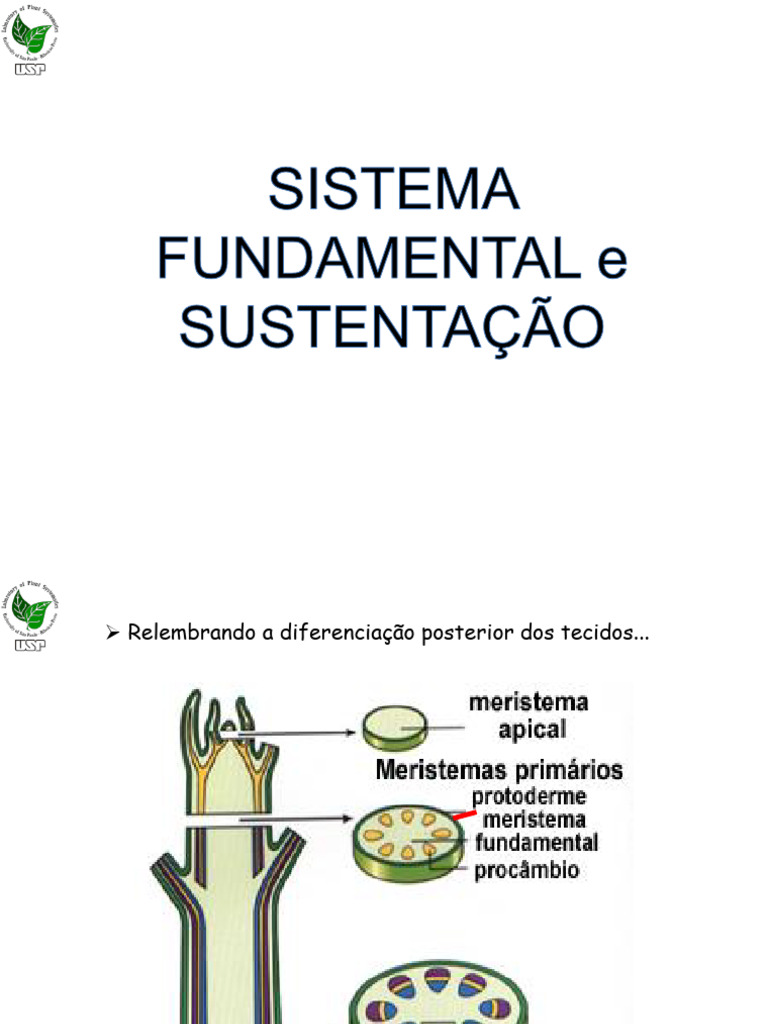 Estruturas de Sustentação Vegetal | PDF | Parede celular | Biologia