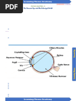 Anatomy and Function of the Human Eye | PDF | Eye | Human Eye