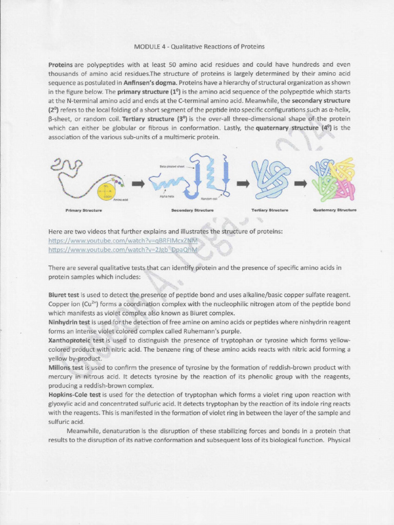 Qualitative Reactions and Denaturation of Proteins 2 | PDF