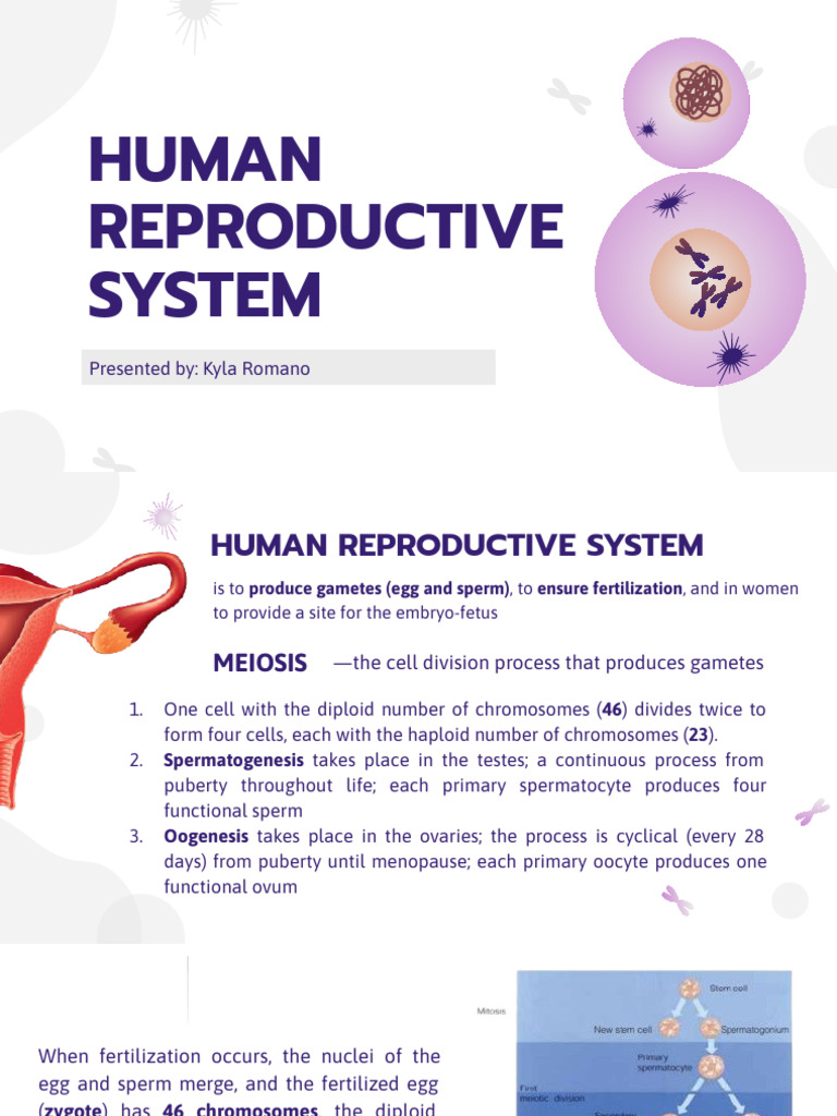 Overview of Human Reproductive System | PDF | Reproductive System ...