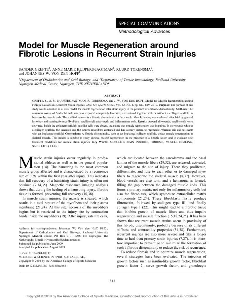 Muscle Regeneration Model for Strain Injuries | PDF | Tissue ...